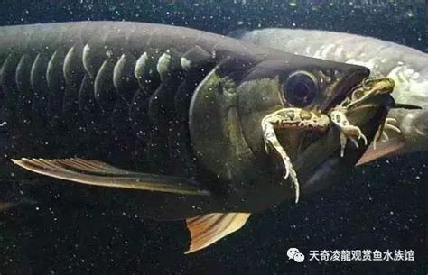 魚打架|龍魚打架什麼原因，怎麼辦